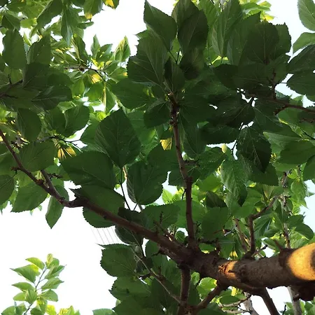 Hétvégi ház George's Rínglia